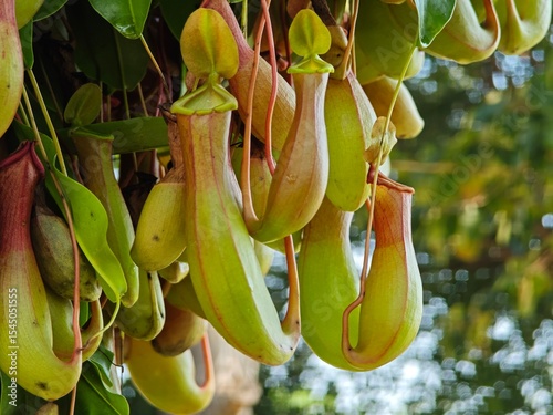 Tropical pitcher plants
