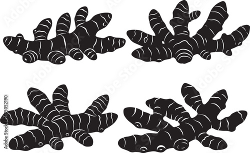 turmeric roots collecion silhouette design vector art illustration