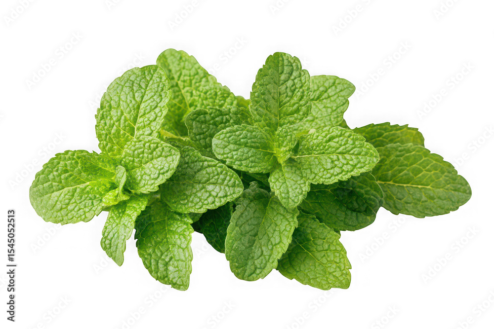 Fresh mint leaves herb green spearmint culinary ingredient aromatic flavorful cooking food isolated on transparent background Fresh mint leaves herb green spearmint culinary ingredient aromatic flavorful cooking food isolated on transparent background