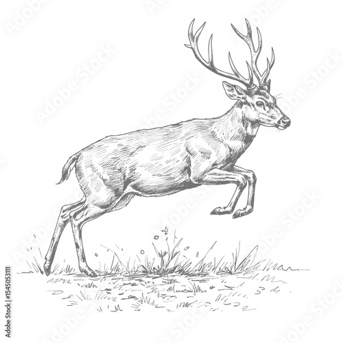 Calamian Deer-Axis calamianensis. Graceful deer leaps energetically over grassy terrain with antlers. Wildlife illustration concept