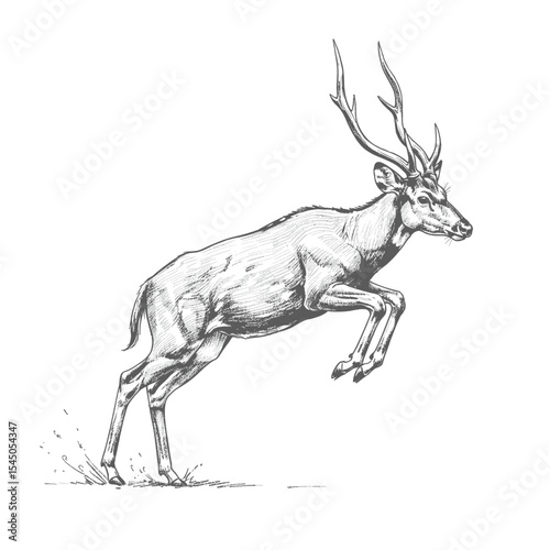 Calamian Deer – Axis calamianensis. Agile leaping deer sketch showcases a graceful animal motion smoothly. Wildlife illustration concept
