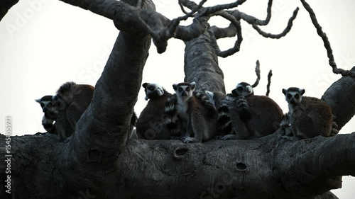 Lemur Catta Family Playing Near Baobab Tree in Madagascar Captured in Super Slow Motion Footage