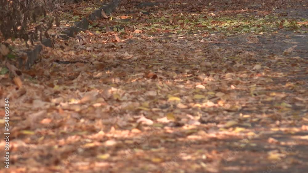 A serene close-up view of an autumn path blanketed in fallen brown and yellow leaves. Sunlight creates dappled shadows, highlighting the beautiful textures and peaceful atmosphere of the season. A serene close-up view of an autumn path blanketed in fallen brown and yellow leaves. Sunlight creates dappled shadows, highlighting the beautiful textures and peaceful atmosphere of the season.