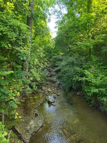 river in the forest