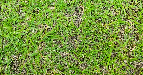 Green backyard lawn background on a vacation day
