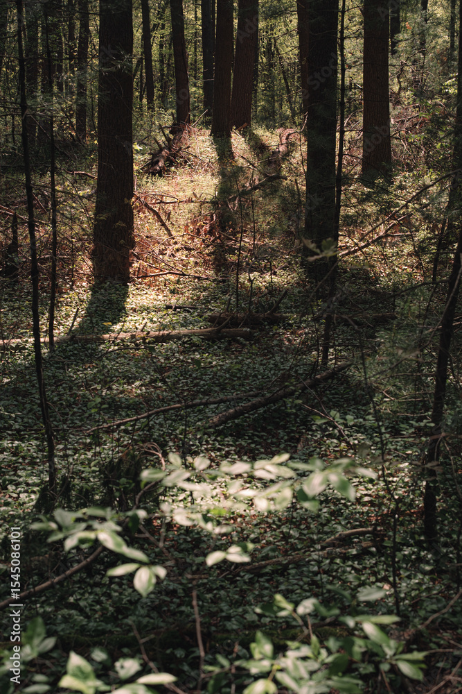 Fototapeta premium The view from a public hiking trail in Newburyport, Massachusetts. This trail is located in a wooded part of the city, not far from downtown or the ocean. People can visit to relax and enjoy nature.