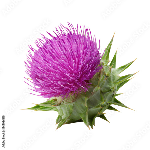 Milk Thistle isolated white or transparent background 