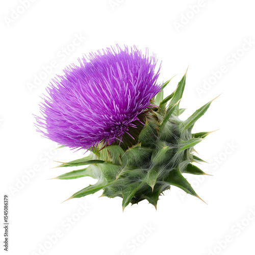 Milk Thistle isolated white or transparent background 