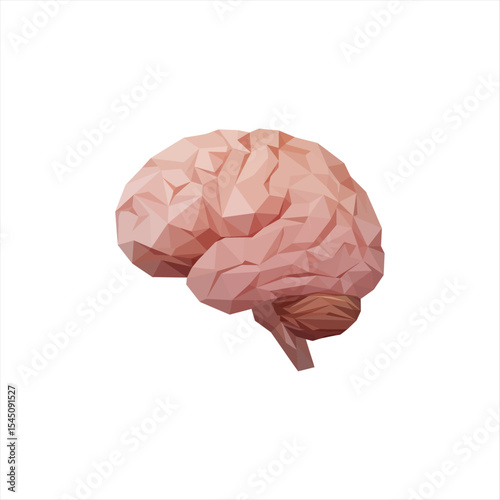 human brain isolated on white background