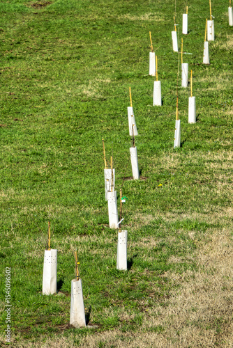 Young Trees Growing