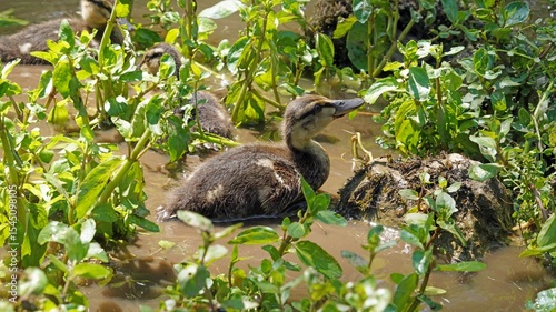 Ducklings looking for insects, Derbyshire England
