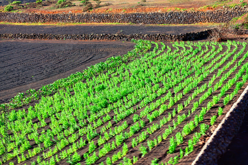 Tropical agricultural field with rows of green plants growing in dark, volcanic soil, enclosed by stone walls. Arid landscape with vegetation in background, suggesting a unique farming environment