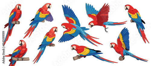 Scarlet Macaw Parrot Collection Various Poses
