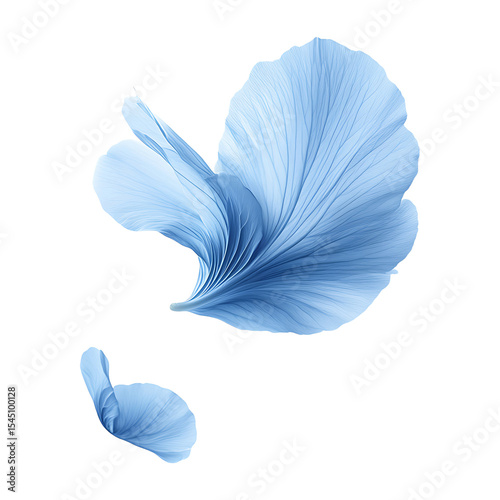 flying blue petal isolated on transparent background.