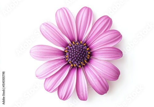 WHITE BACKGROUND