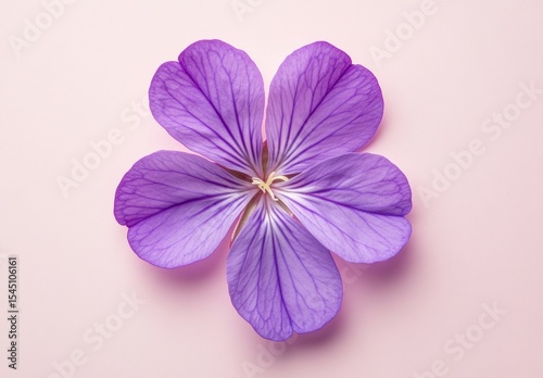 WHITE BACKGROUND