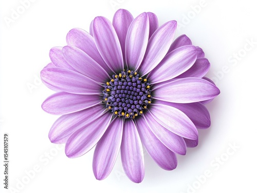 WHITE BACKGROUND