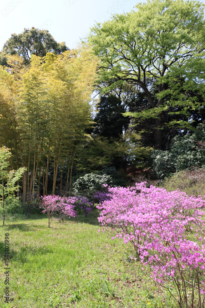 Fototapeta premium Spring in the park - Tokyo, Japan