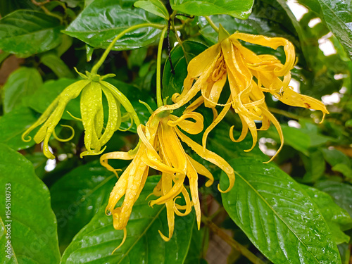Ylang-Ylang flower (ilang ilang), Cananga odorata, yellow petals as long, flat lines that are bent, far fragrant, with water drop of rainy season in ornamental garden. Chiang Mai, Thailand.