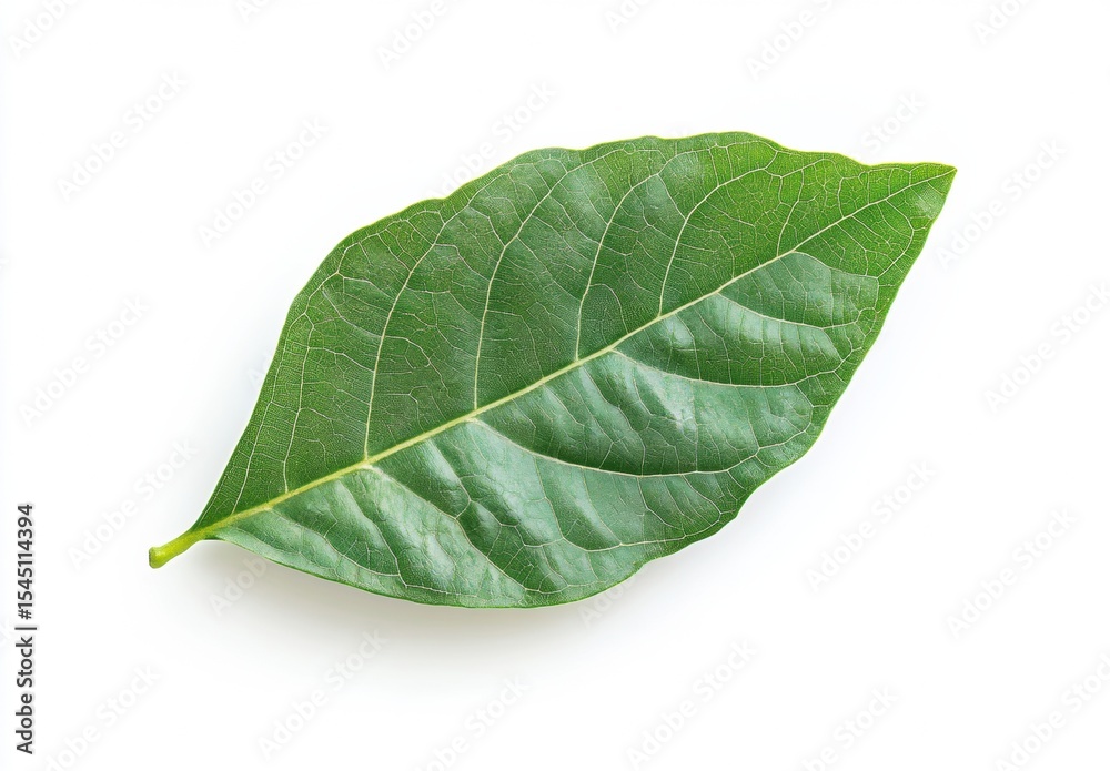 Obraz premium WHITE BACKGROUND