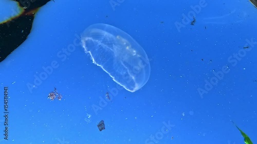 A view from the bottom up, the jellyfish Aurelia aurita against the background of the water surface in the Black Sea