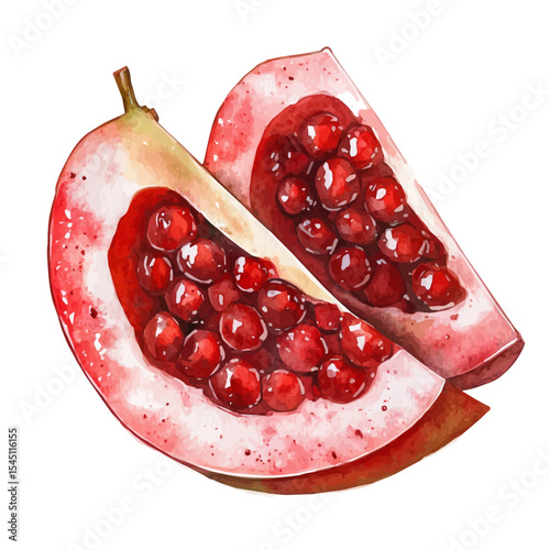 Hawthorn Slice, watercolor drawing vector, isolated on a white background.