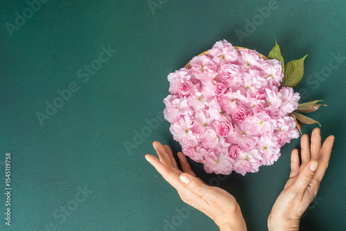 Adult caucasian hands holding pink blossoms against dark teal background