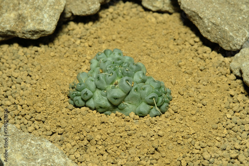 Close up Mammillaria Schumanii Inermis cristata on artificial habitat, live at rocky ground on desert with stone