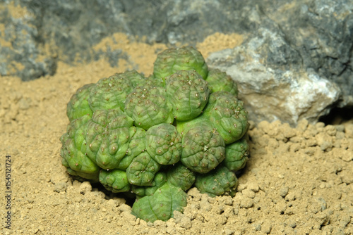 Close up Euphorbia Obesa monstrose cristata on artificial habitat, live at rocky ground on desert with stone