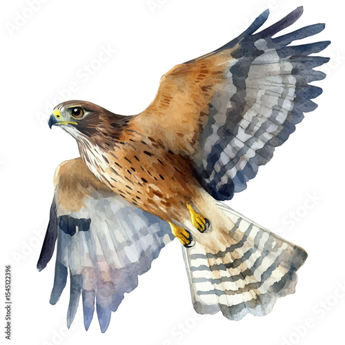 Harrier Close Up, watercolor vector, isolated on a white background.