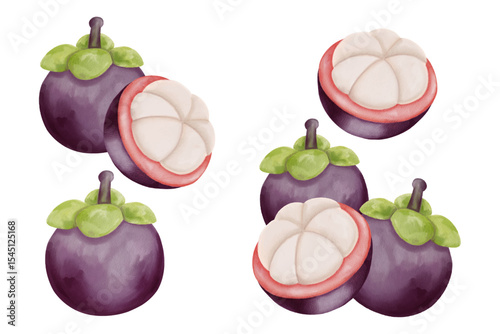 Purple Mangosteen Handdrawn Illustration