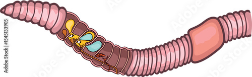 Scheme of reproductive system of earthworm for biology lesson