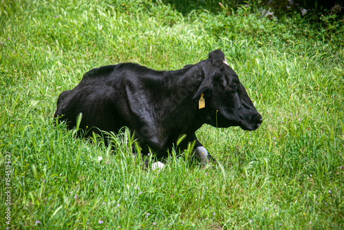 Dairy cows resting on the lush green fields of Alentejo, Portugal, under a clear blue sky. Peaceful rural farming scene in southern Europe.