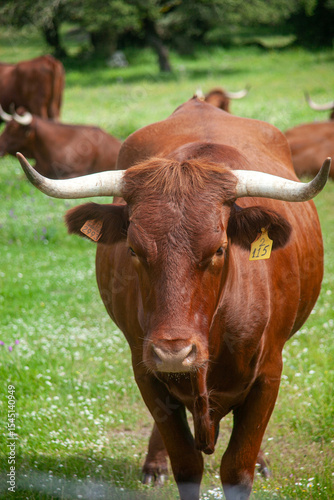 Close-up of Salers cows with rich reddish-brown coats, showcasing their calm expression and strong build, perfect for agriculture, farming, and livestock themes.