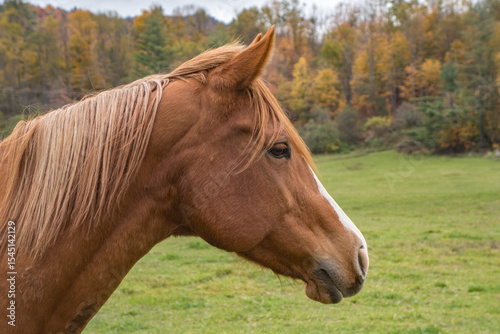 Close up of brown horse head standing in rural pasture.