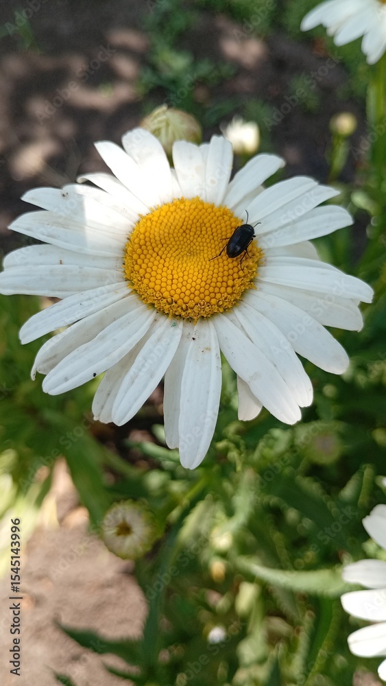 Obraz premium bee on daisy