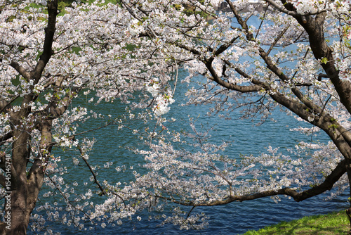Canvas Print Branches of an cherry blossom tree over an water pond
