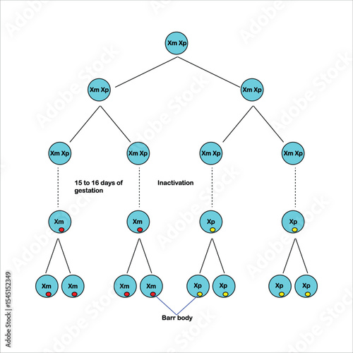 X Chromosome Inactivation in Mammalian Embryonic Development