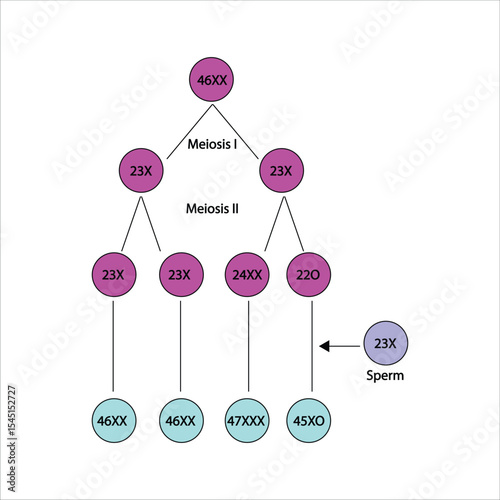 Meiosis and Chromosomal Abnormalities - oogenesis