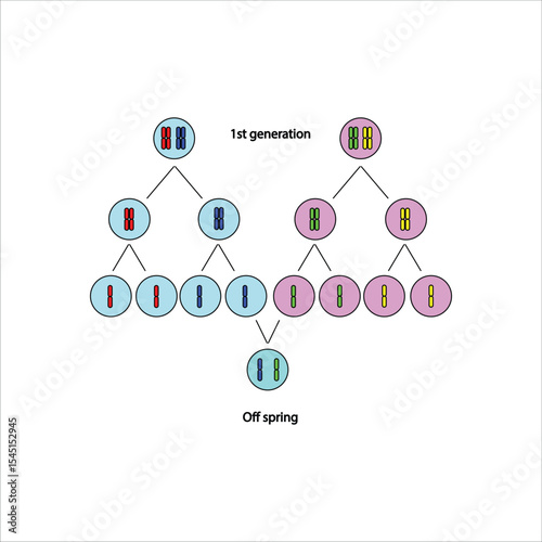 Normal pattern of Genetic Inheritance 