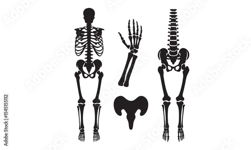 Anatomical human skeleton, in three positions