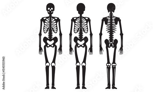 Anatomical human skeleton, in three positions