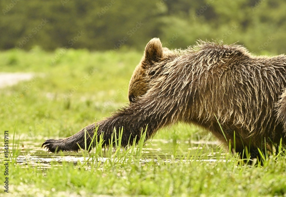 Fototapeta premium An inquisitive Brown Bear reaching into water with one paw.