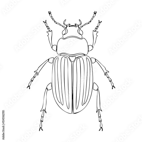 Vector line drawing of a grounded beetle with visible legs and antennae, realistic entomology illustration