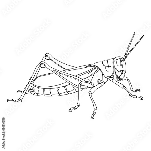 Vector line art of a grasshopper in profile with visible hind legs and wing structure, scientific insect design