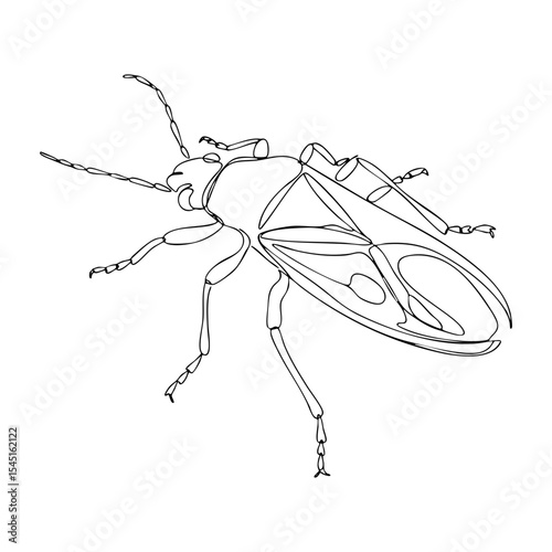 Side view vector line art of a true bug with segmented legs and semi-transparent wings, scientific insect diagram