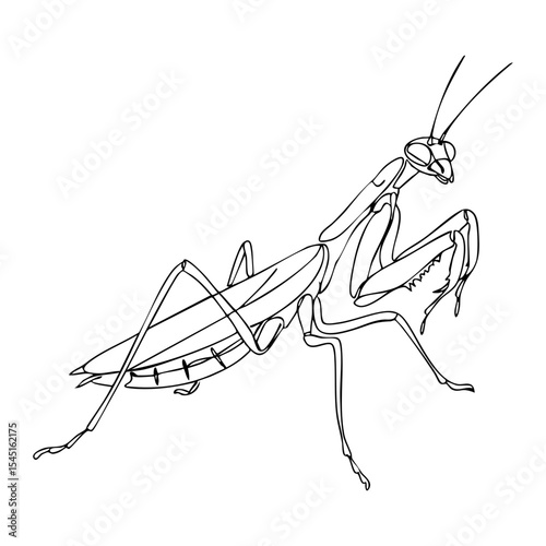 Intricate vector line art of a praying mantis with large forelegs, elongated body and detailed wing structure