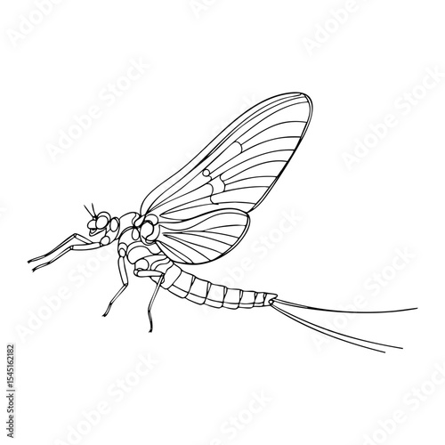 Vector line art drawing of a mayfly with large wings and long tail filaments, presented in flight pose