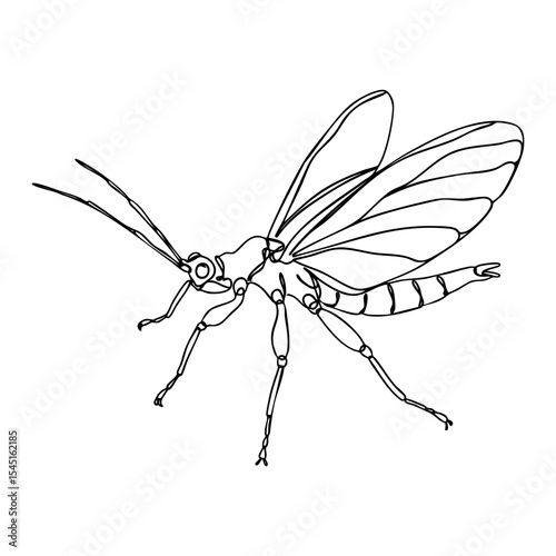 Line art vector of a flying insect with open wings, segmented abdomen and long legs, natural science illustration