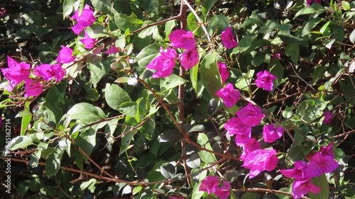 pink flowers in the garden
